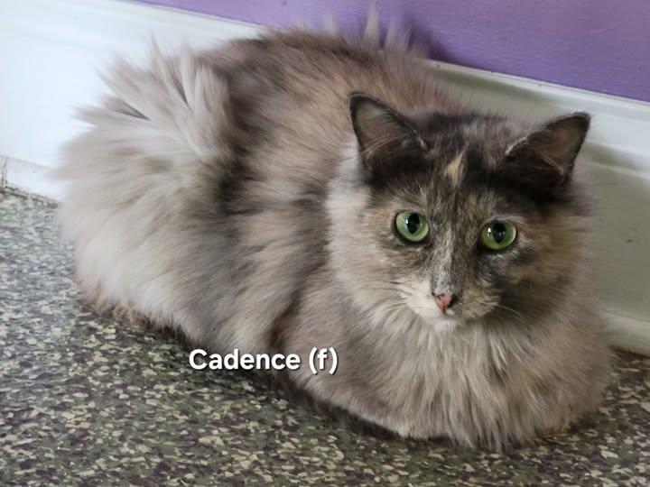 Cadence
