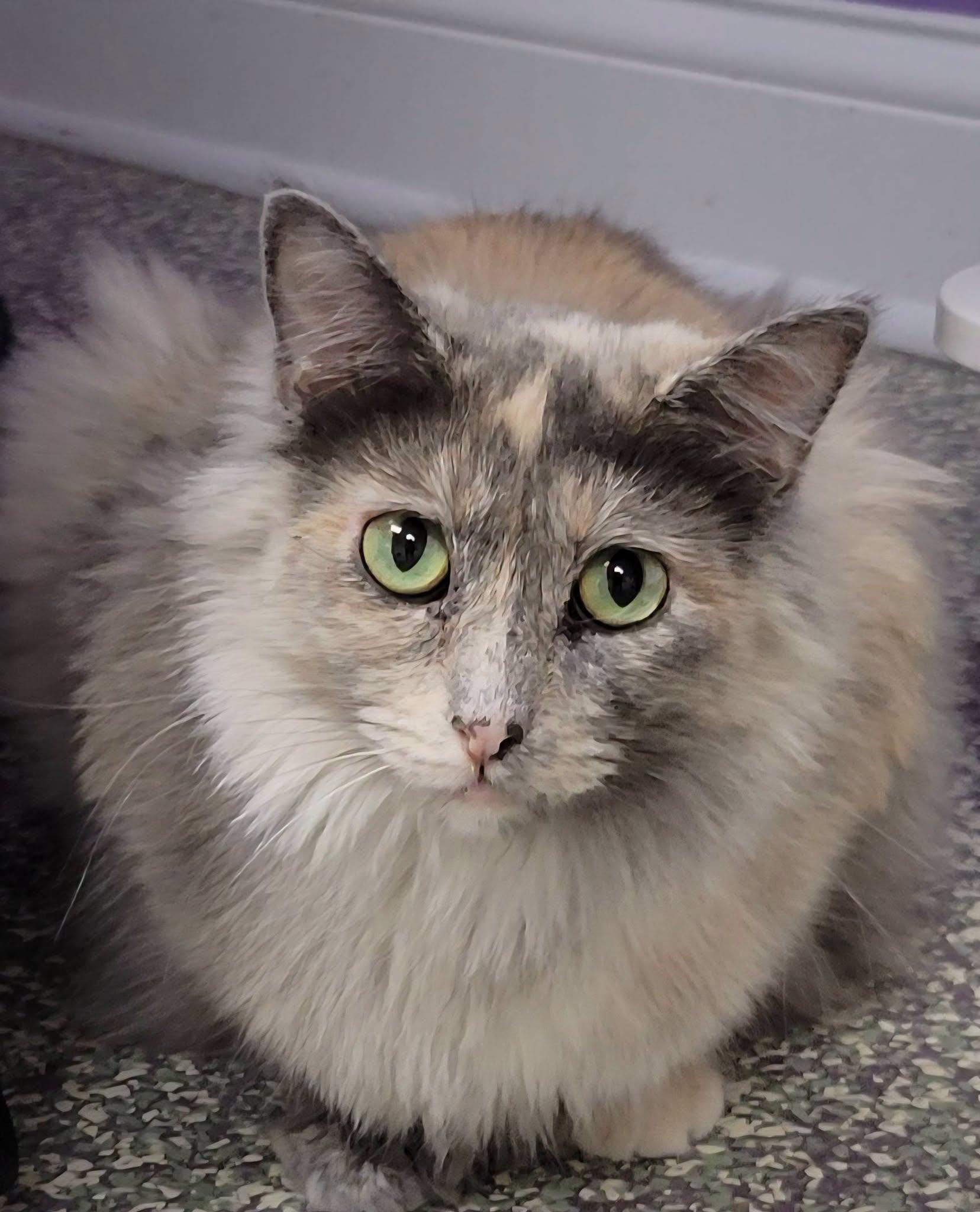 Enlarge Cadence, a ADOPTABLE Domestic Long Hair in Mazon, IL image 1/2