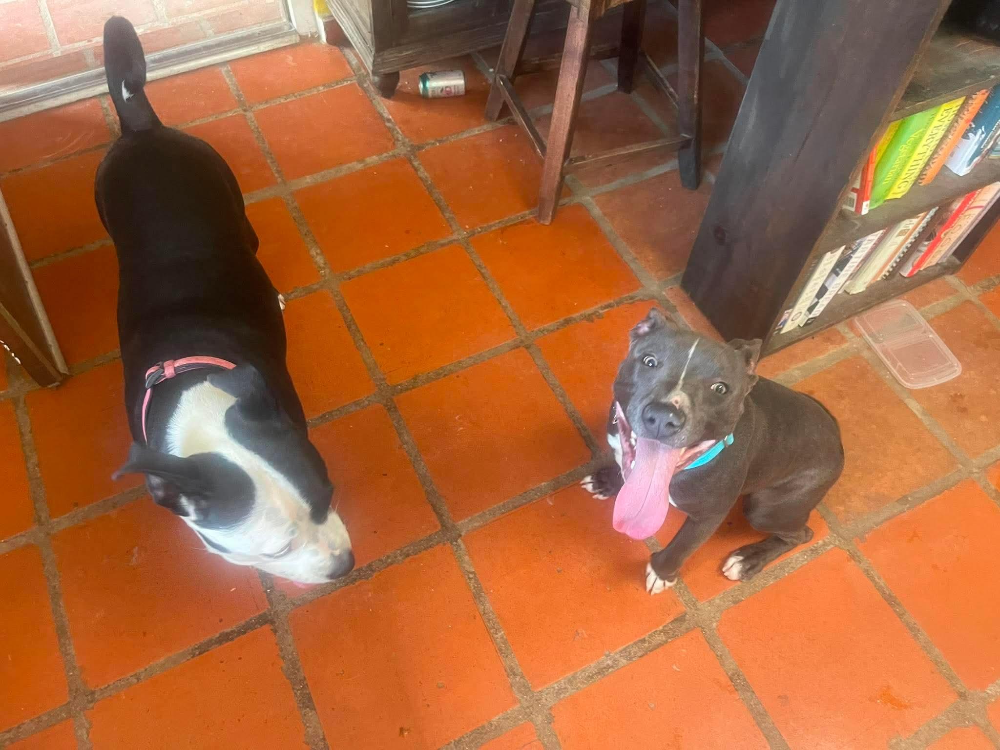Enlarge Simon, an adopted mixed breed in Sierra Vista, AZ image 2/3