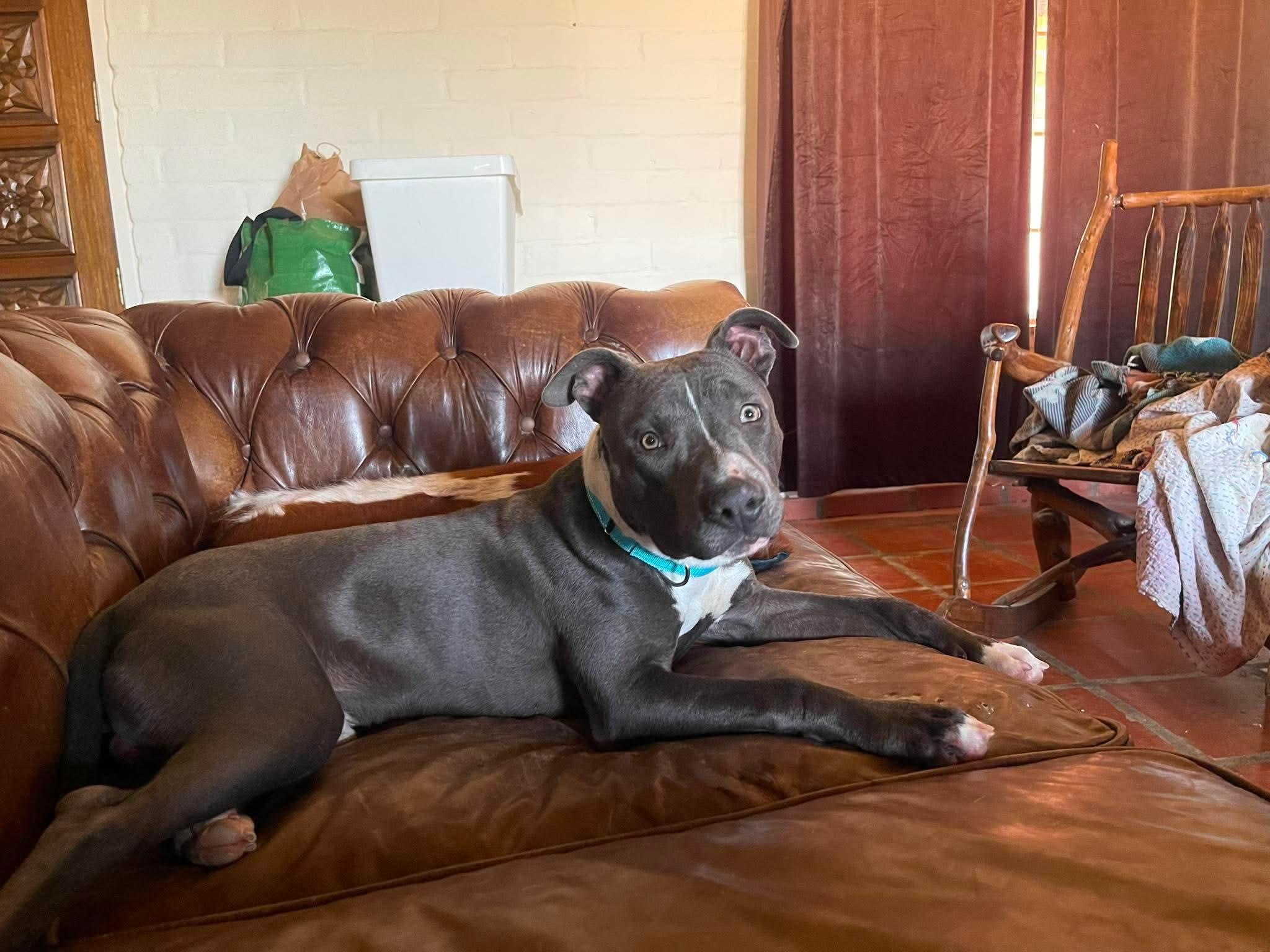 Enlarge Simon, an adopted mixed breed in Sierra Vista, AZ image 1/3
