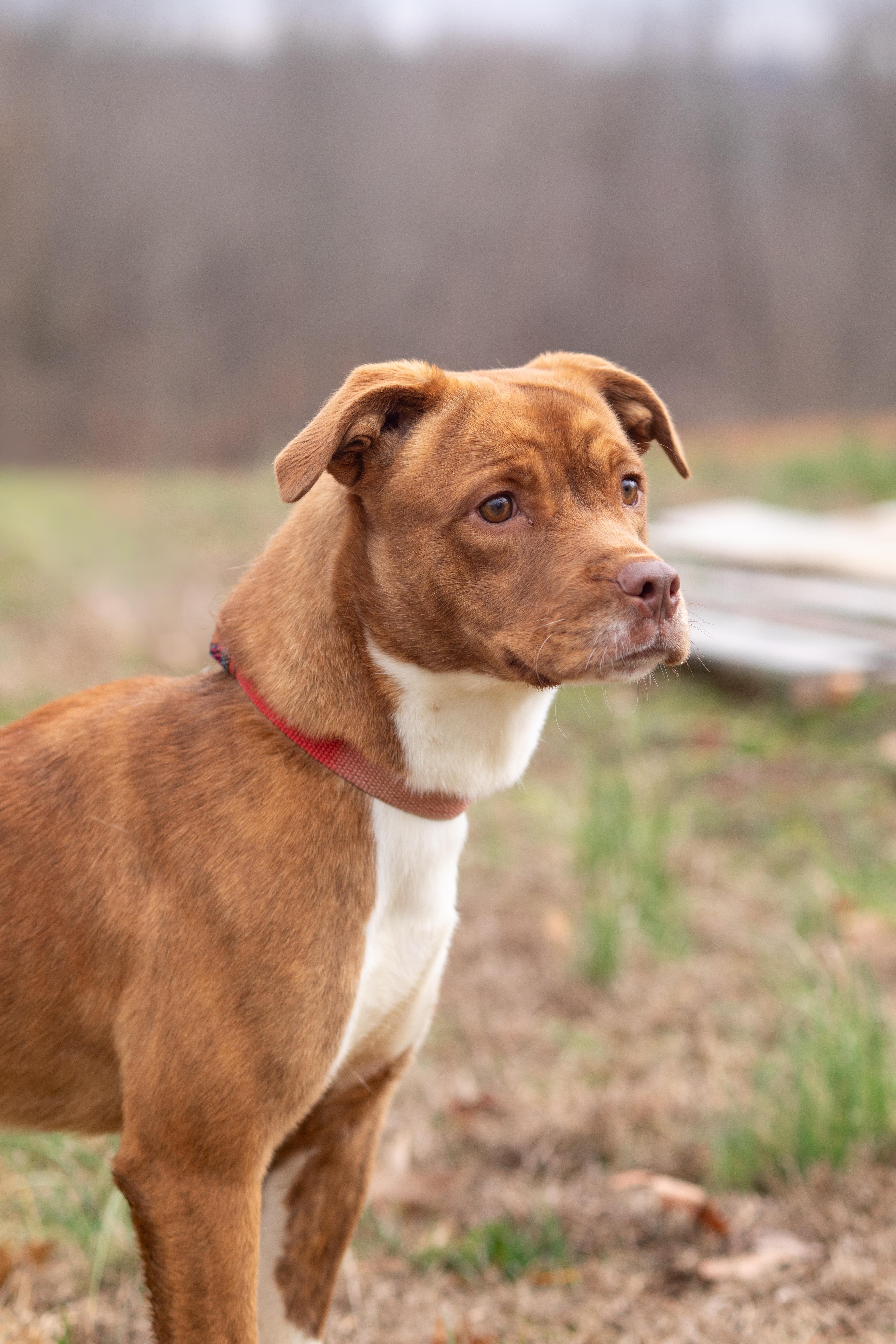 Babe , a ADOPTABLE mixed breed in Dixon, KY image 2/4