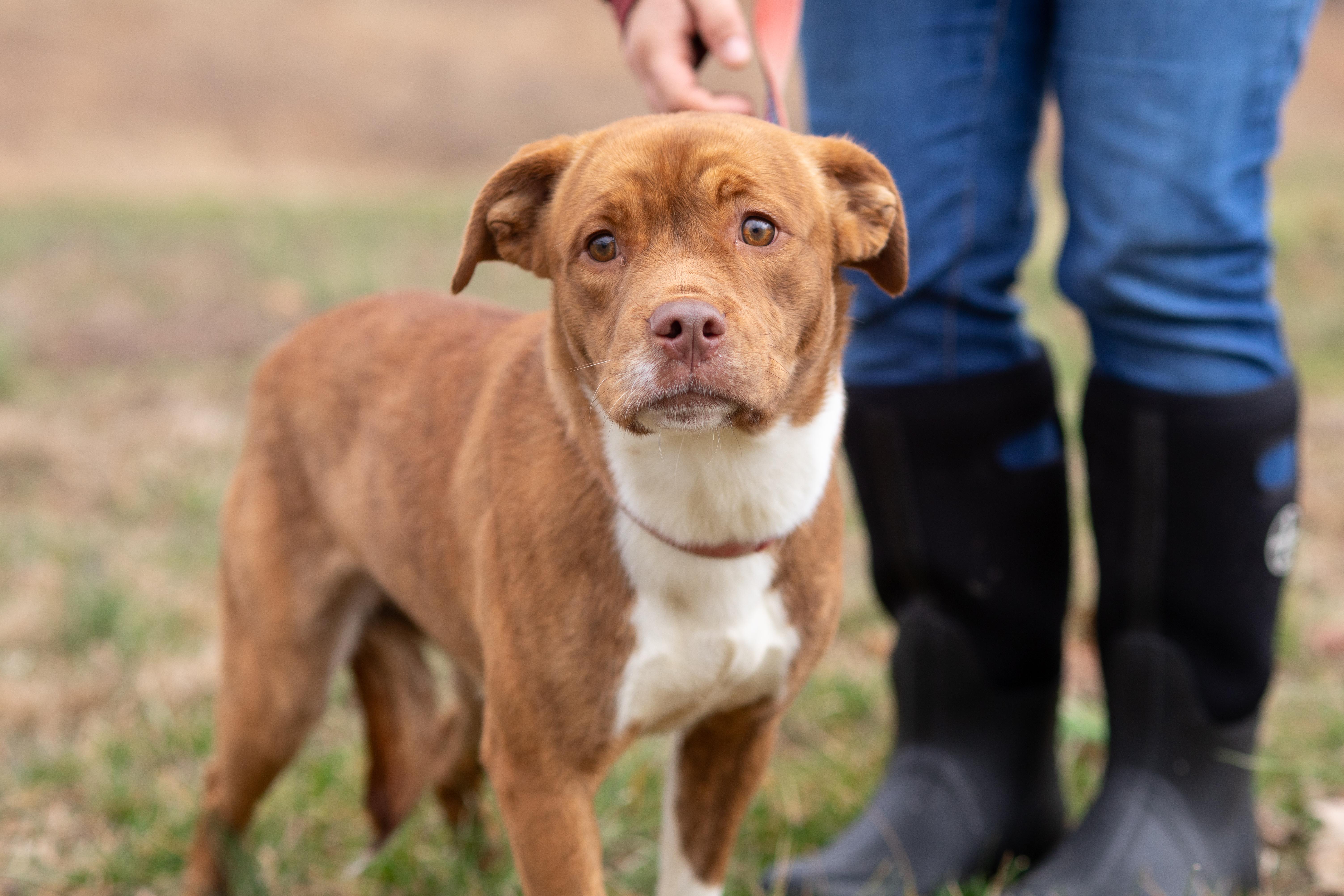 Babe , ADOPTABLE, Young Female Pit Bull Terrier.