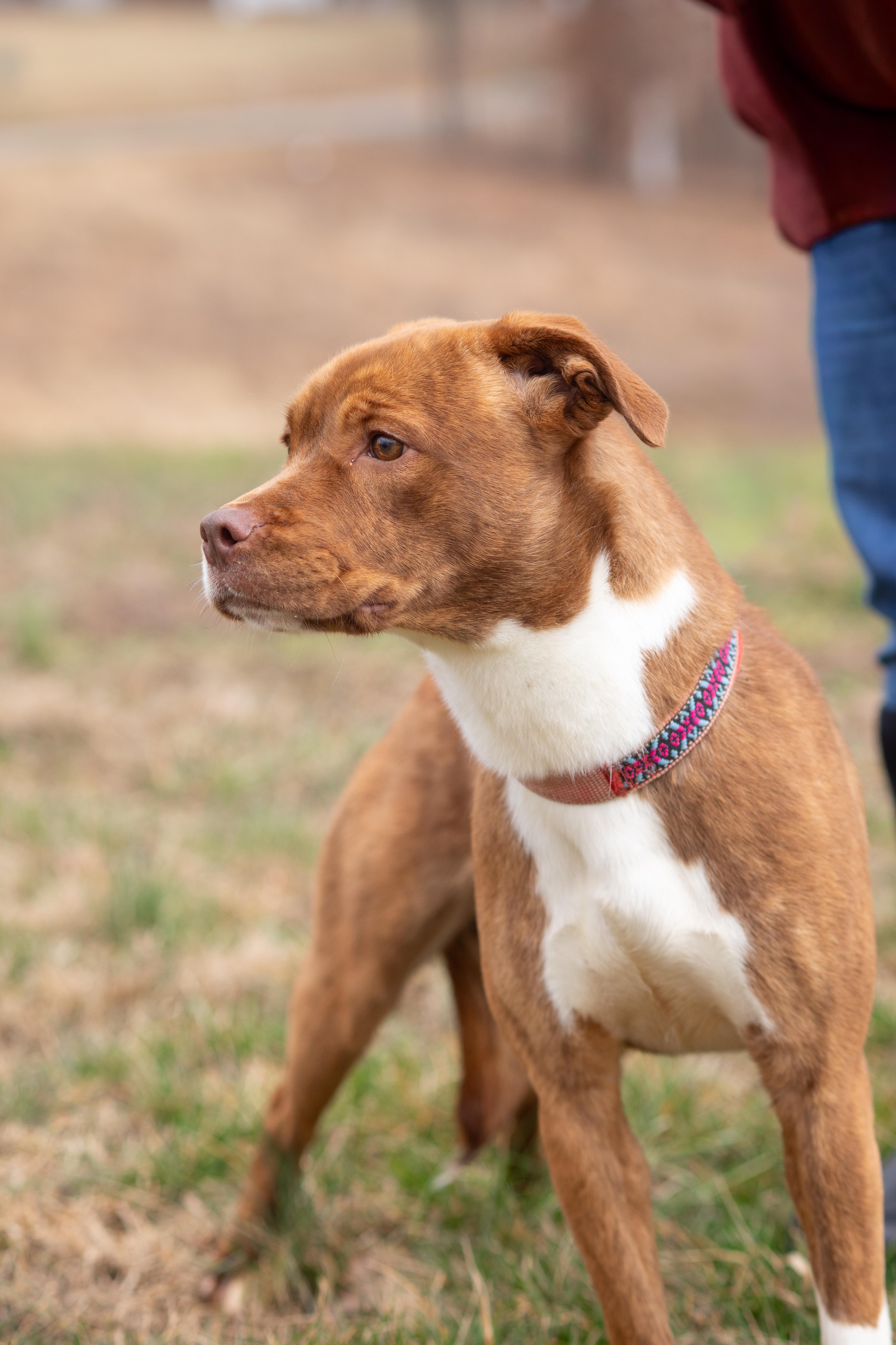 Khaleesi , ADOPTABLE, Adult Female Pit Bull Terrier.