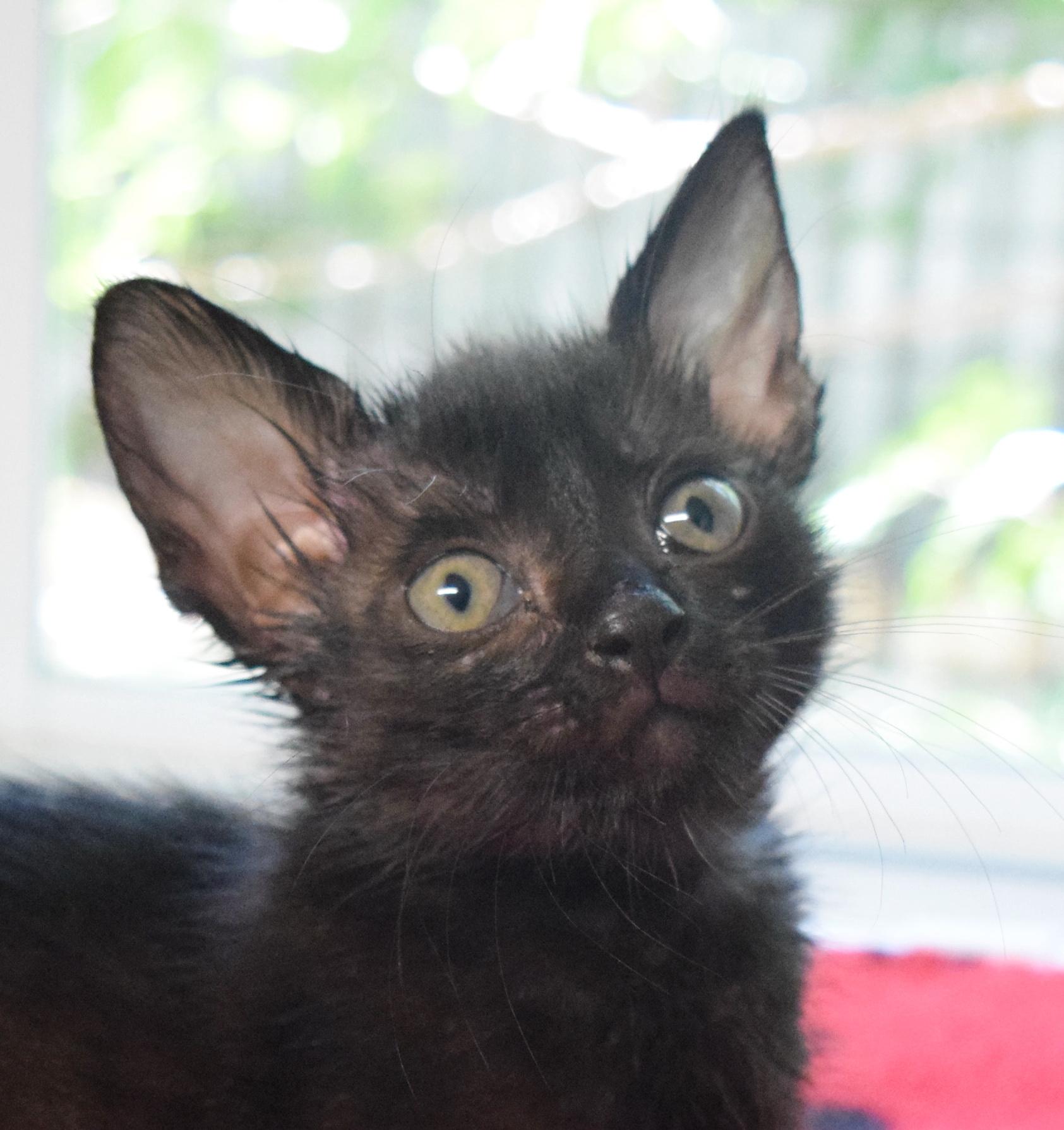 Enlarge Daisy, a Adoptable mixed breed in Bulverde, TX image 3/6