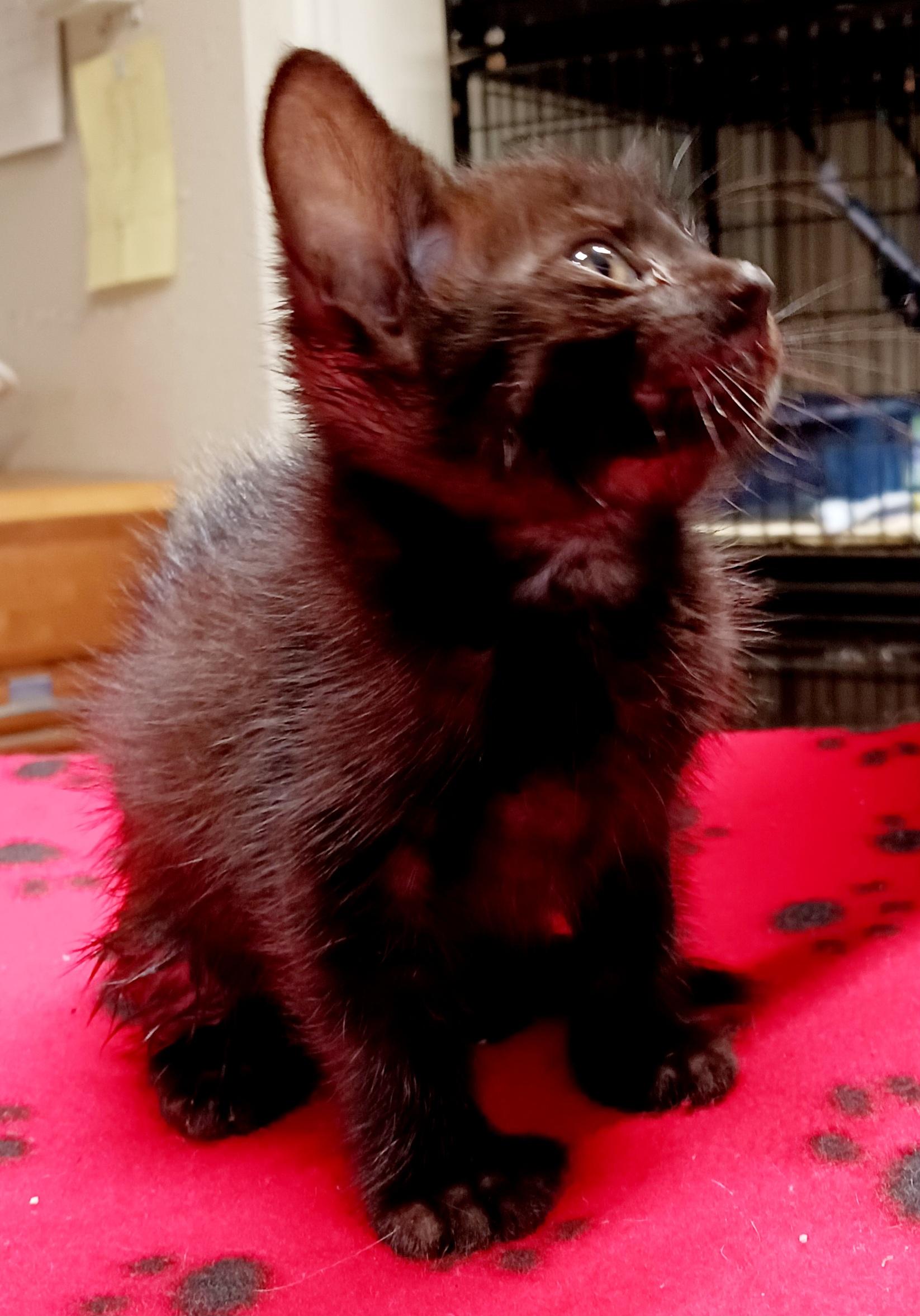 Enlarge Daisy, a Adoptable mixed breed in Bulverde, TX image 6/6