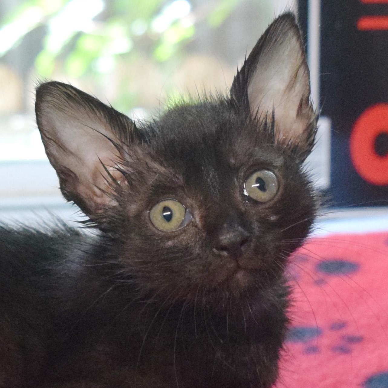 Enlarge Daisy, a Adoptable mixed breed in Bulverde, TX image 1/6