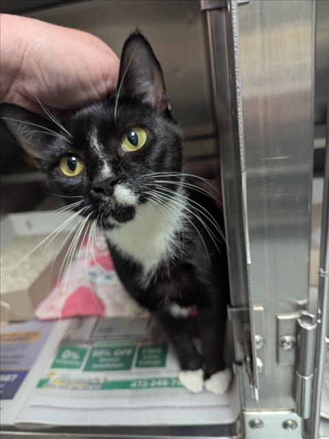 A524387, Adoptable, Young Female Domestic Short Hair.
