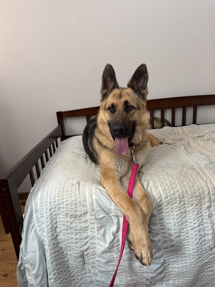 Johnny, a Adoptable German Shepherd Dog in Suamico, WI image 1/6