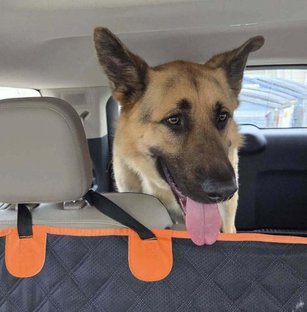 Johnny, a Adoptable German Shepherd Dog in Suamico, WI image 2/6