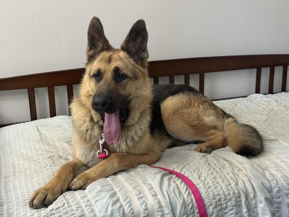 Johnny, a Adoptable German Shepherd Dog in Suamico, WI image 3/6