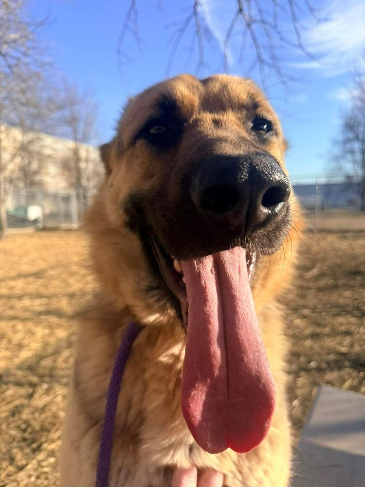 Johnny, a Adoptable German Shepherd Dog in Suamico, WI image 4/6