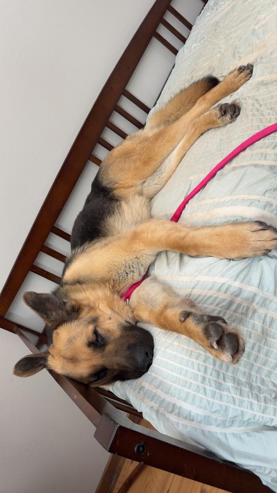 Johnny, a Adoptable German Shepherd Dog in Suamico, WI image 5/6