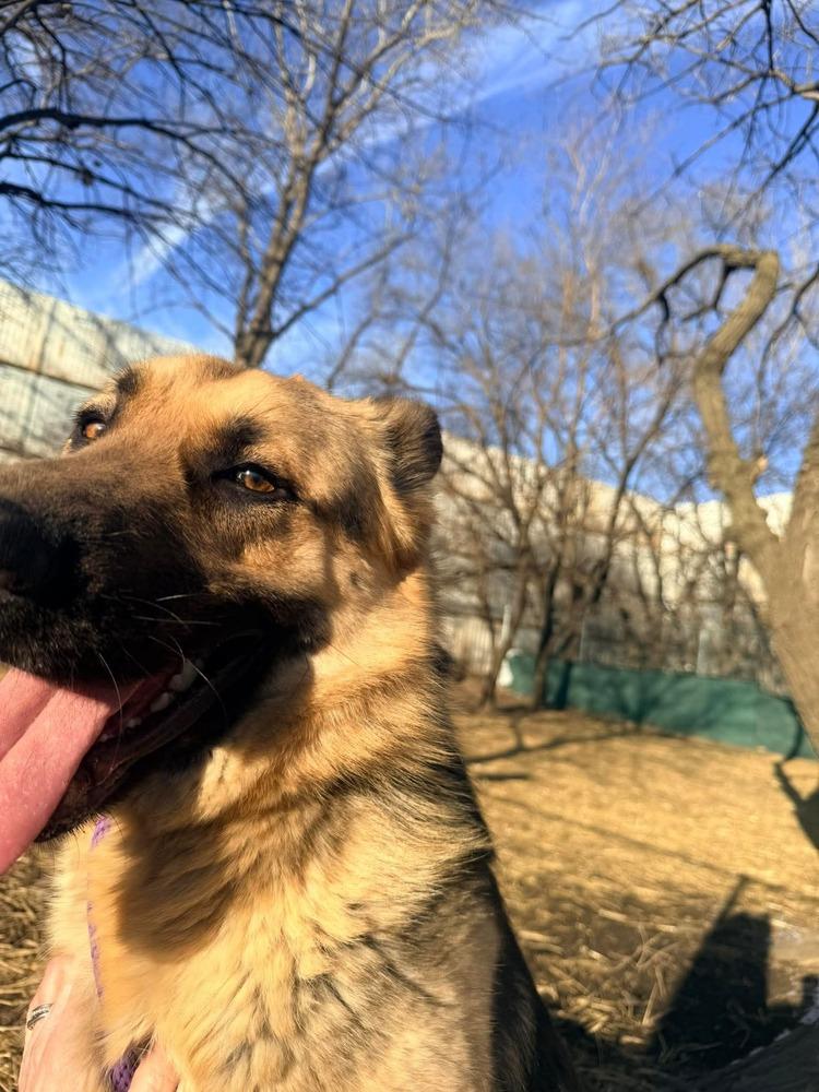 Johnny, a Adoptable German Shepherd Dog in Suamico, WI image 6/6