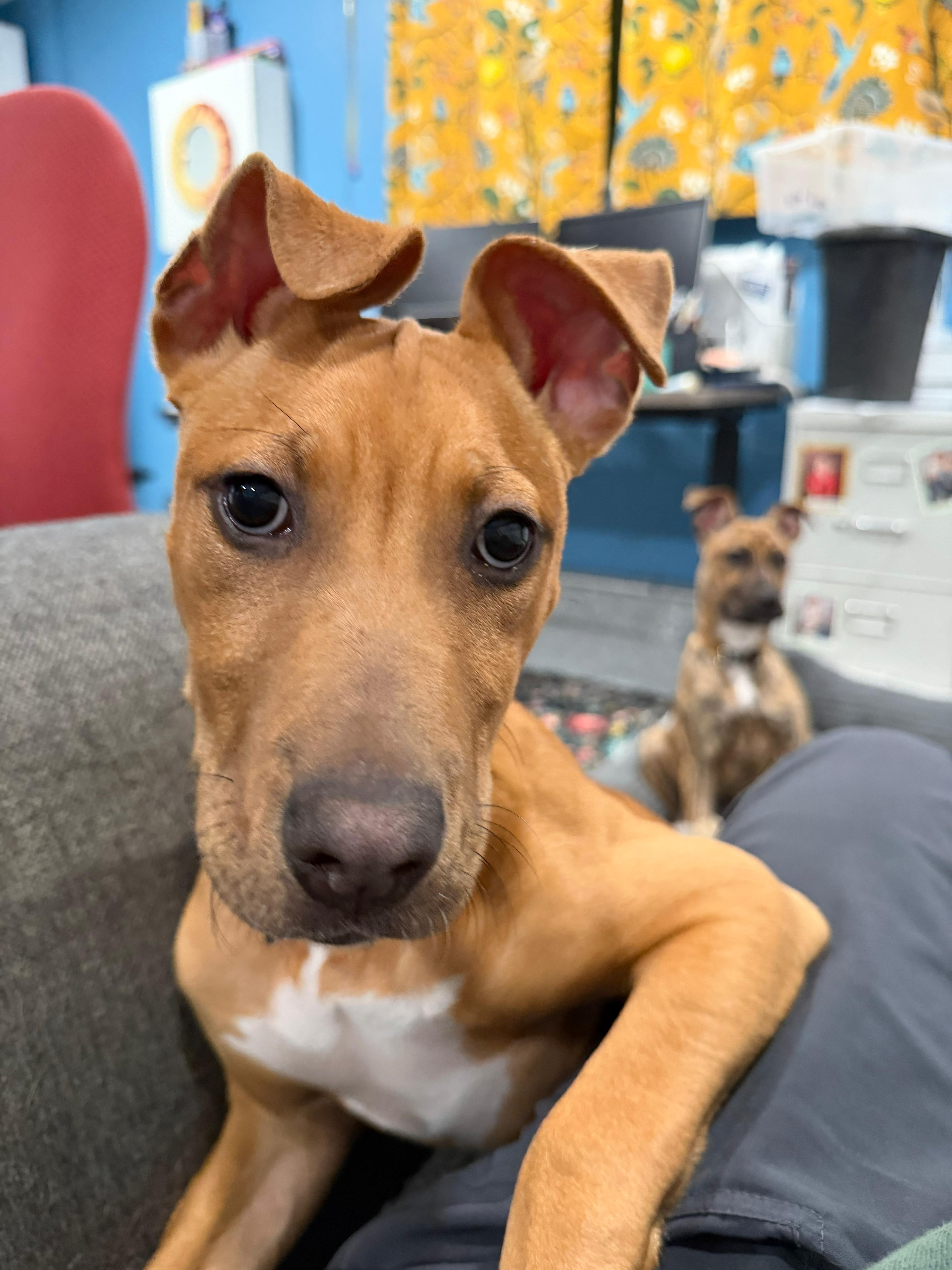 Jubilee, a ADOPTABLE Pit Bull Terrier in San Diego, CA image 1/6