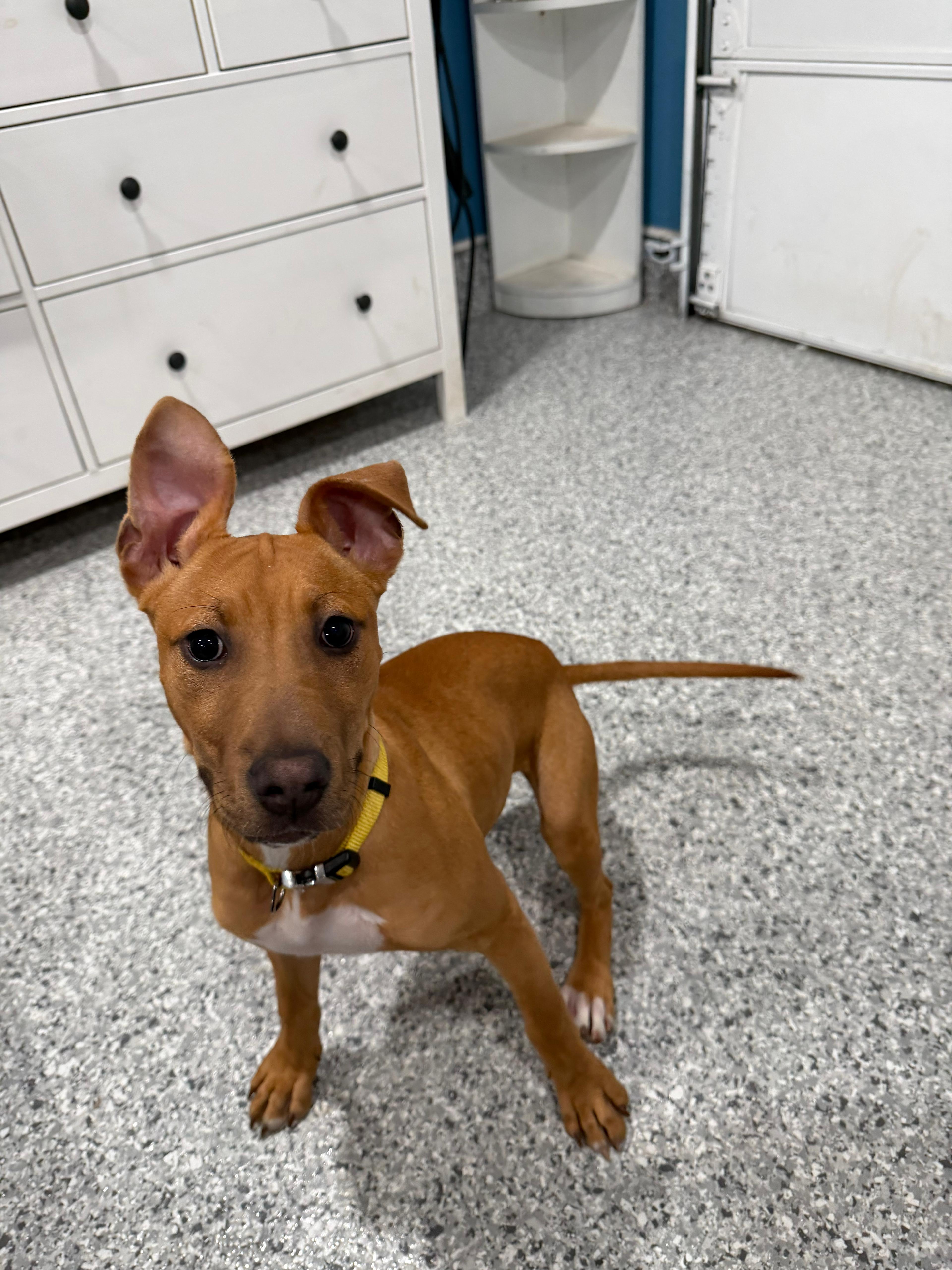 Jubilee, a ADOPTABLE Pit Bull Terrier in San Diego, CA image 2/6