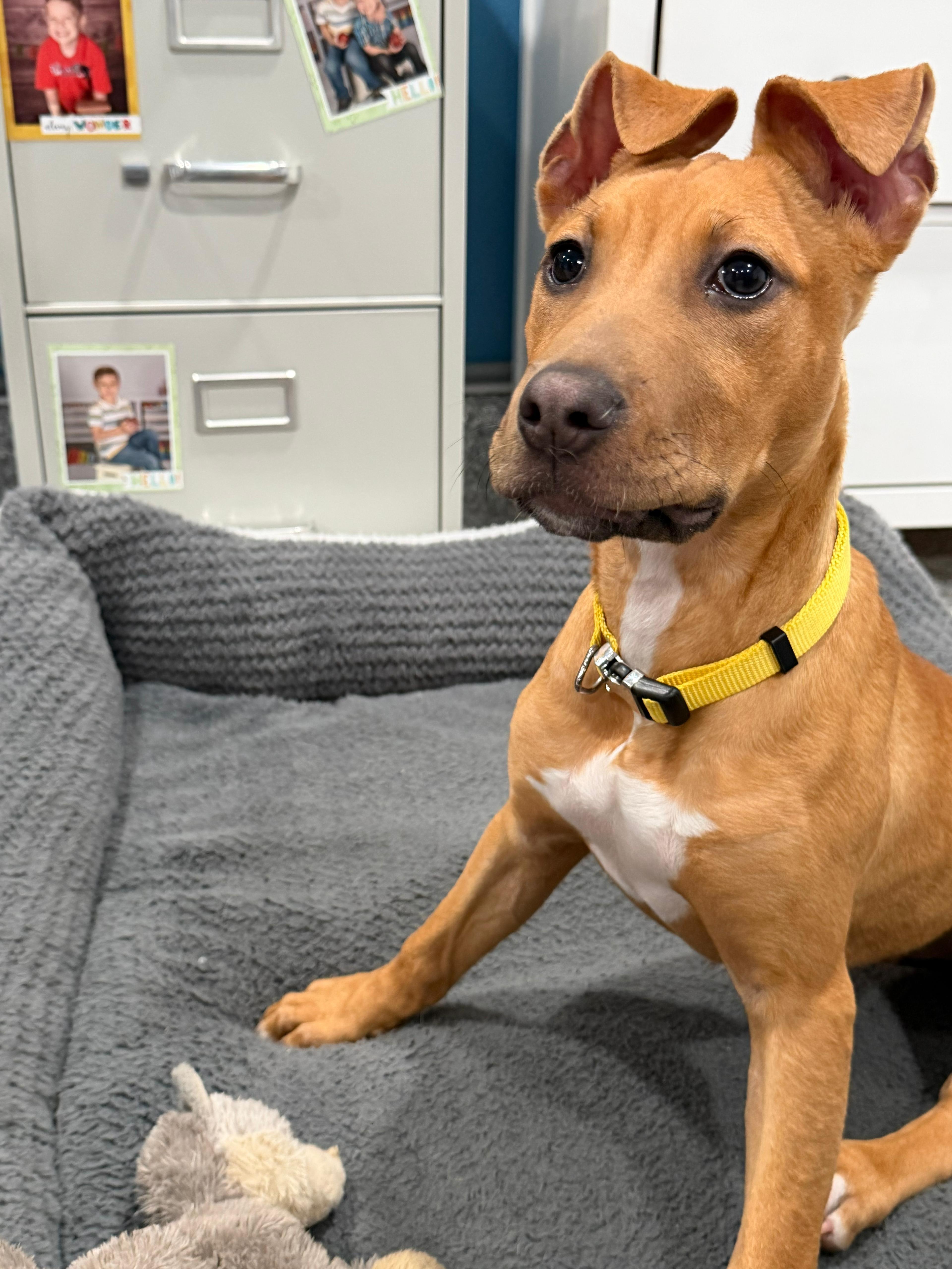 Jubilee, a ADOPTABLE Pit Bull Terrier in San Diego, CA image 3/6