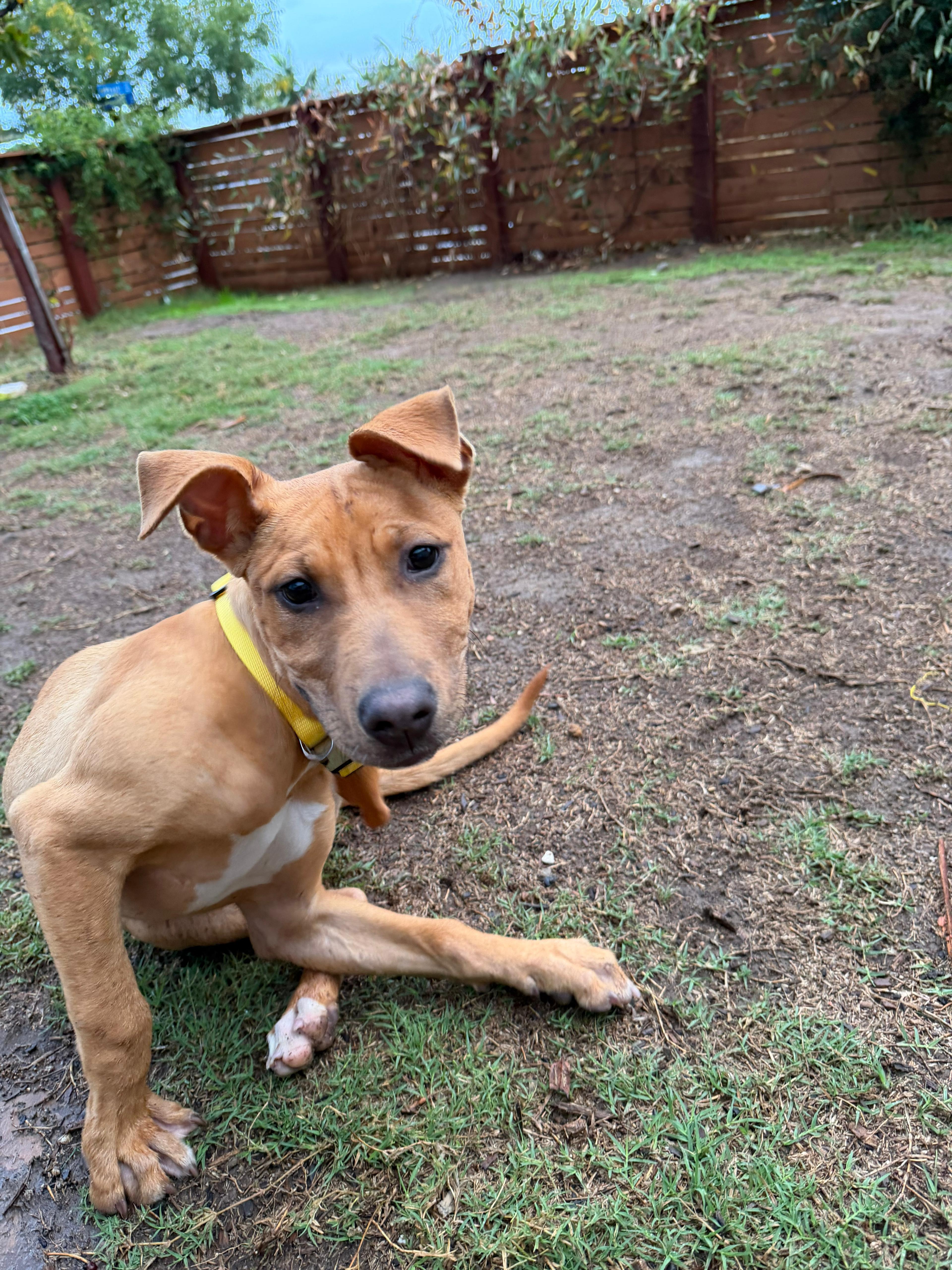 Jubilee, a ADOPTABLE Pit Bull Terrier in San Diego, CA image 4/6