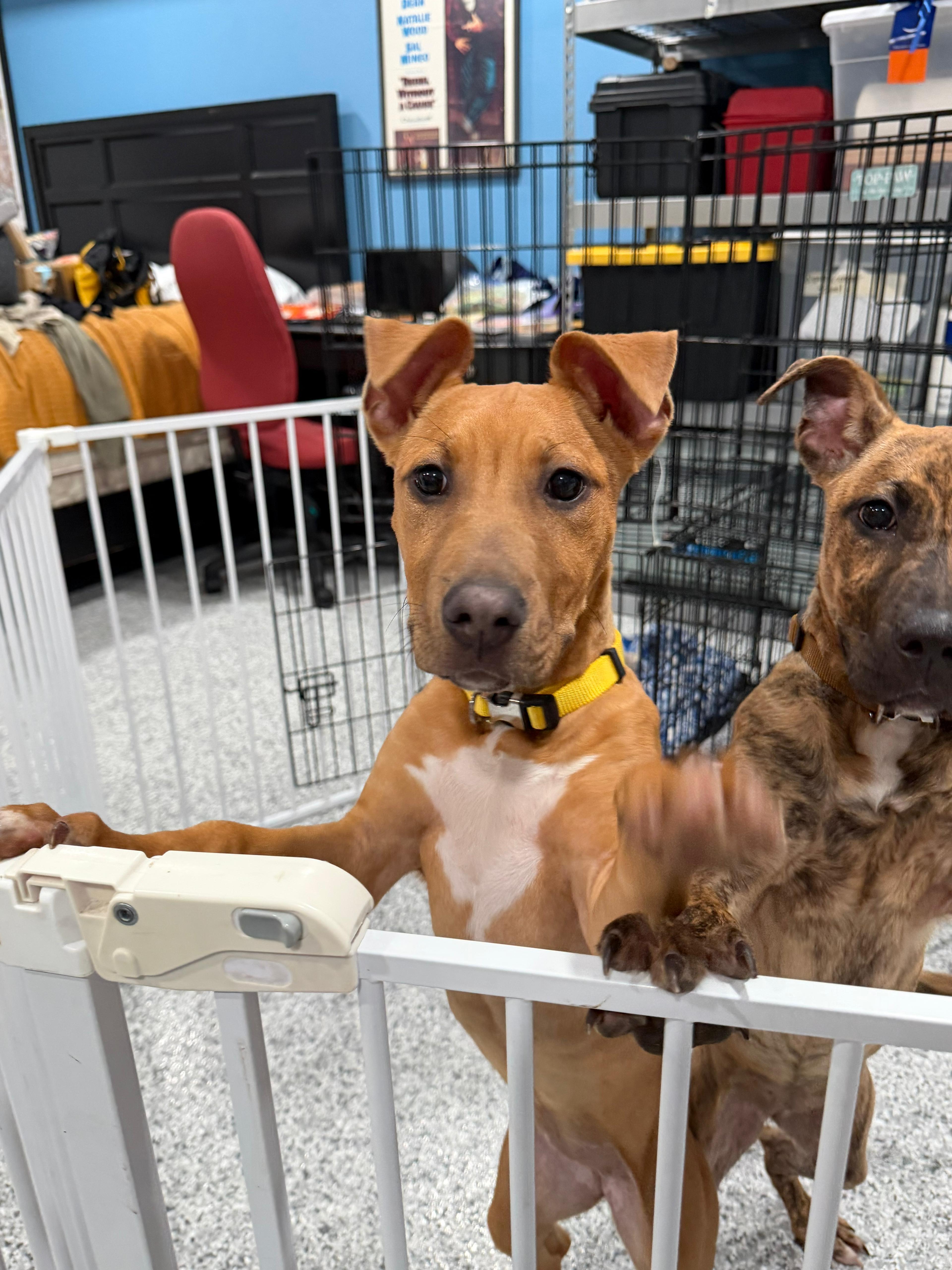 Jubilee, a ADOPTABLE Pit Bull Terrier in San Diego, CA image 5/6