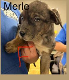 Merle, Adopted, Puppy Female American Staffordshire Terrier & Great Dane.