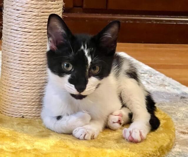 Sriracha, Adoptable, Kitten Male Domestic Short Hair.