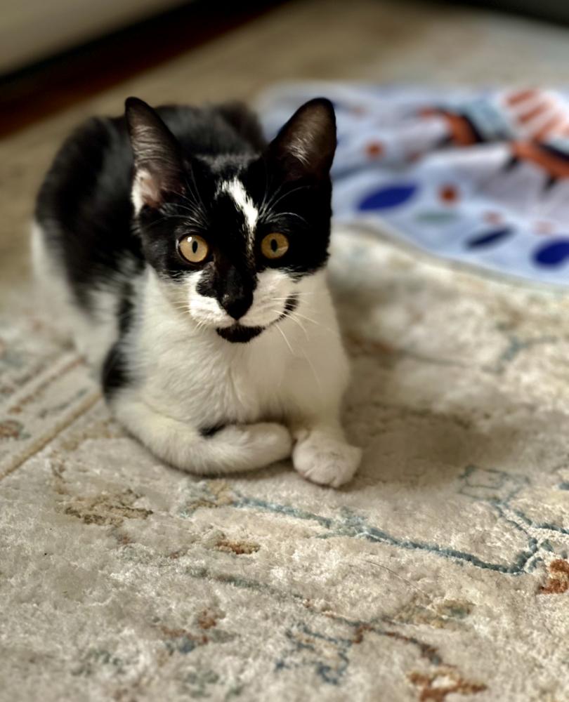 Enlarge Sriracha, a Adoptable mixed breed in Oradell, NJ image 2/6