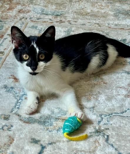 Enlarge Sriracha, a Adoptable mixed breed in Oradell, NJ image 4/6