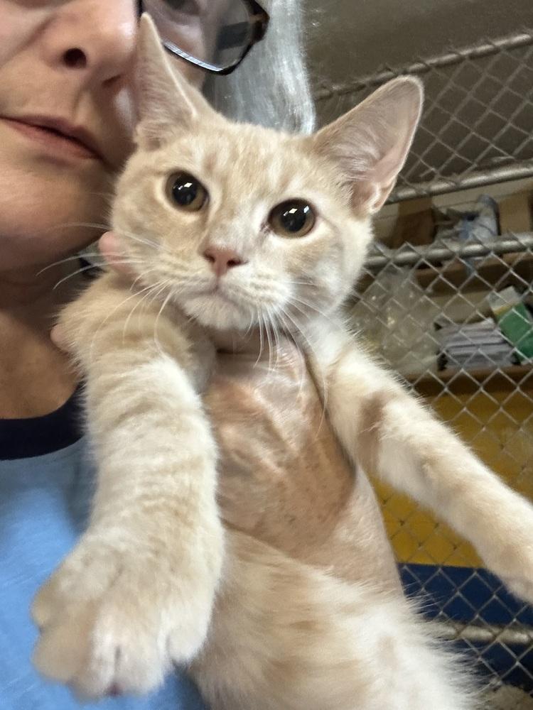 Enlarge Torta, a Adoptable mixed breed in Ellijay, GA image 4/4