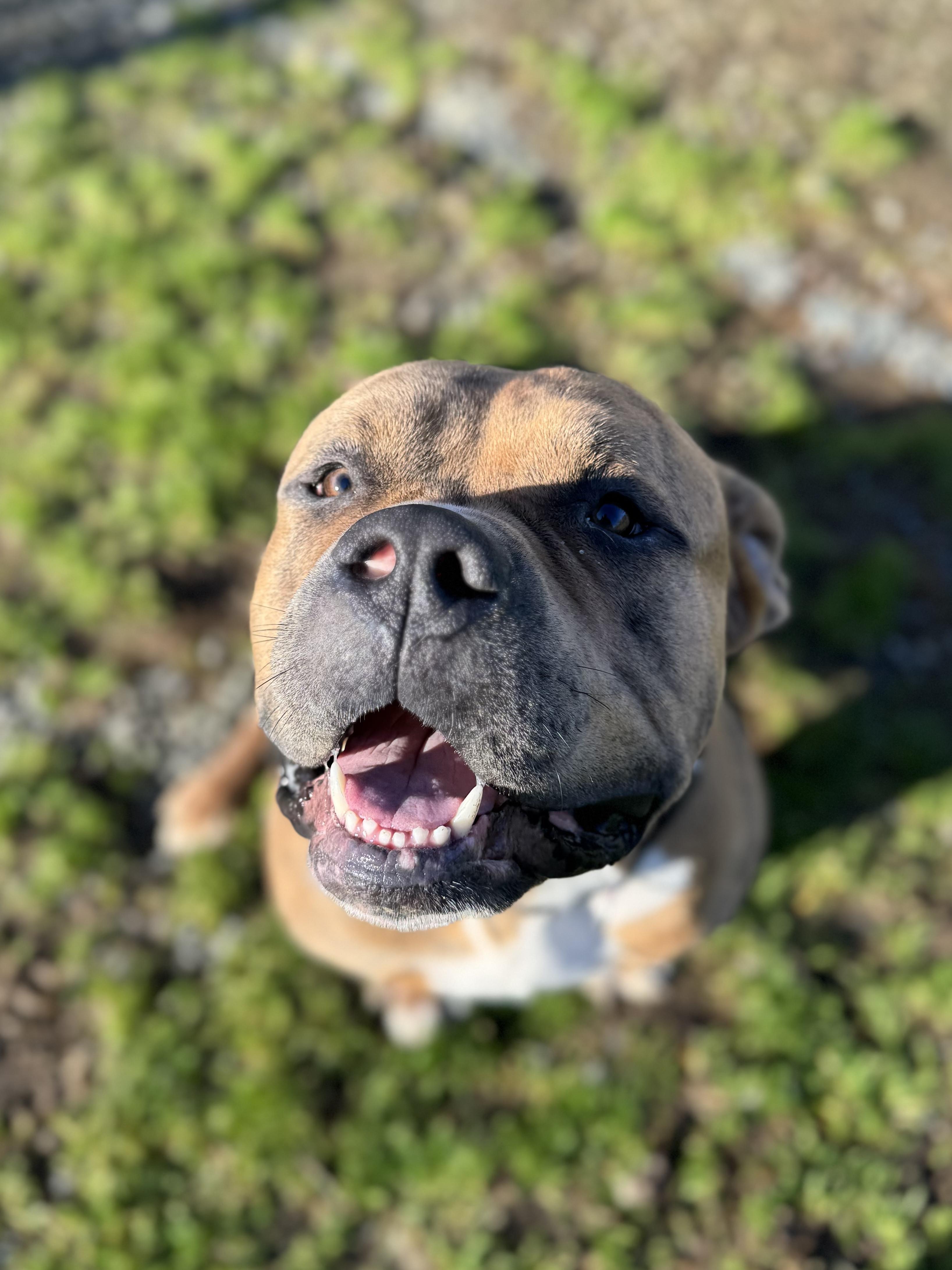 Enlarge Thumper #39688 (2 Years Old), a ADOPTABLE mixed breed in Langley, BC image 5/6