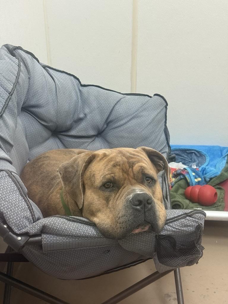 Enlarge Thumper #39688 (2 Years Old), a ADOPTABLE mixed breed in Langley, BC image 3/6