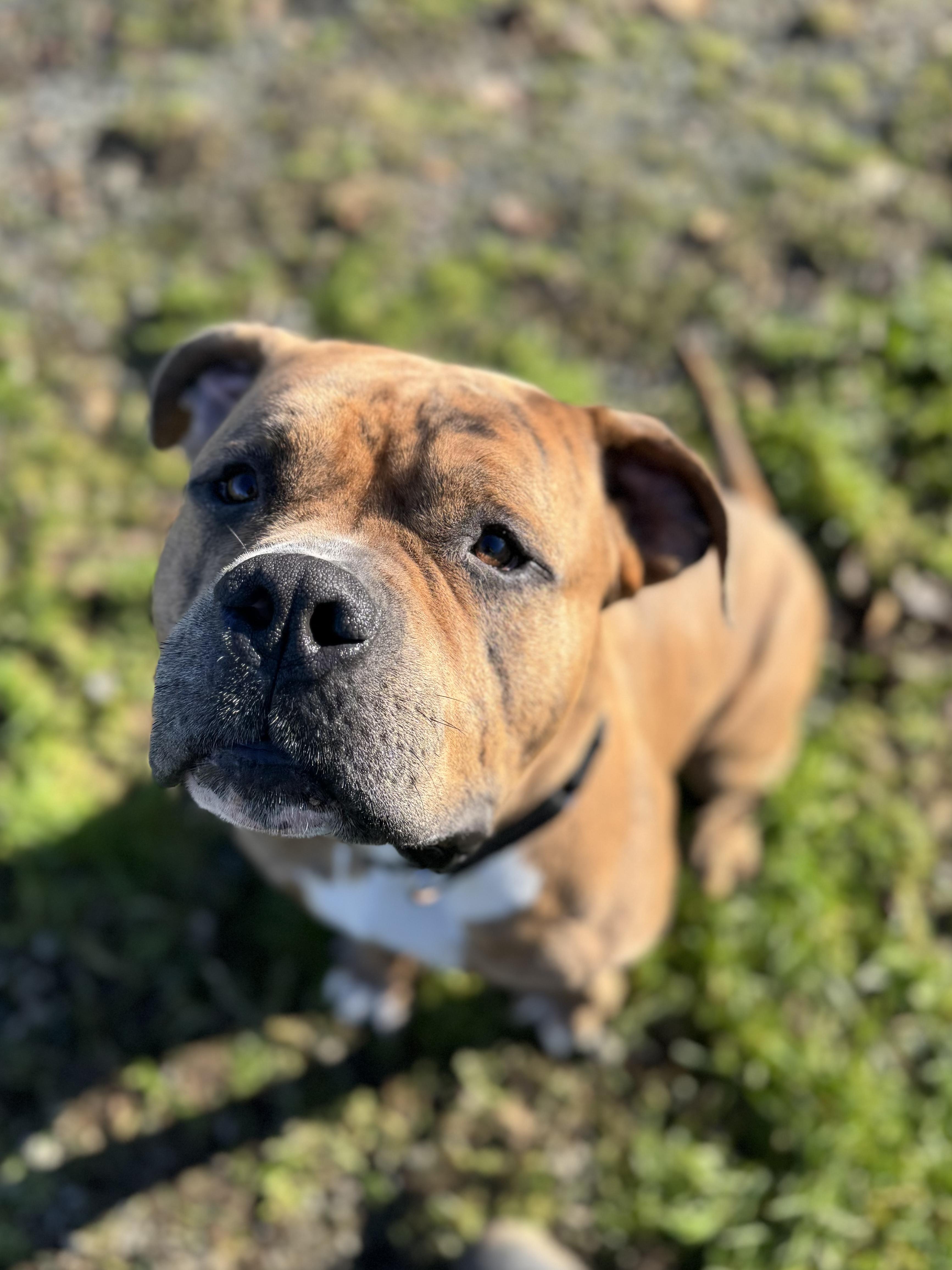 Thumper #39688 (2 Years Old), ADOPTABLE, Adult Male American Bulldog.