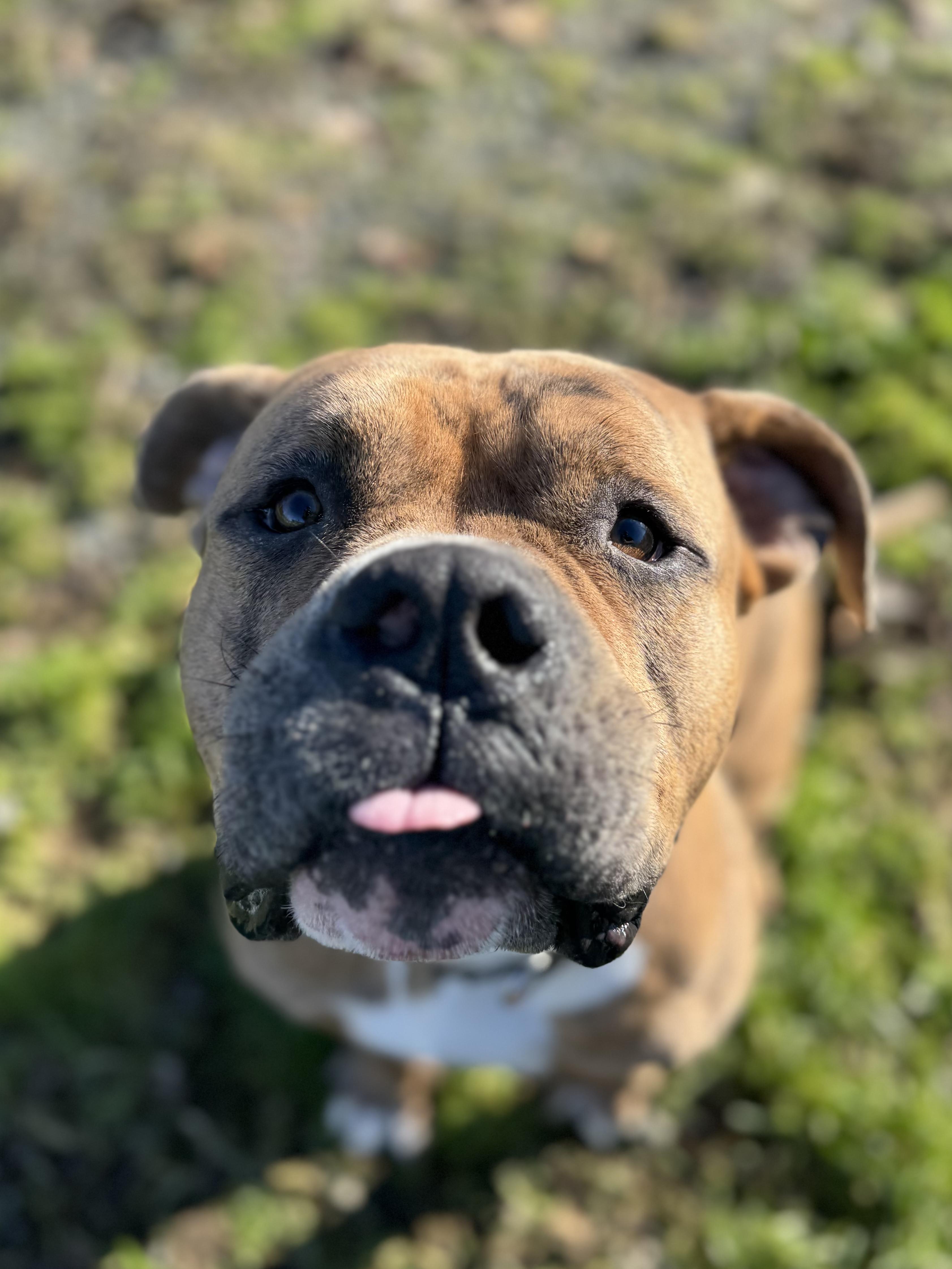 Enlarge Thumper #39688 (2 Years Old), a ADOPTABLE mixed breed in Langley, BC image 4/6