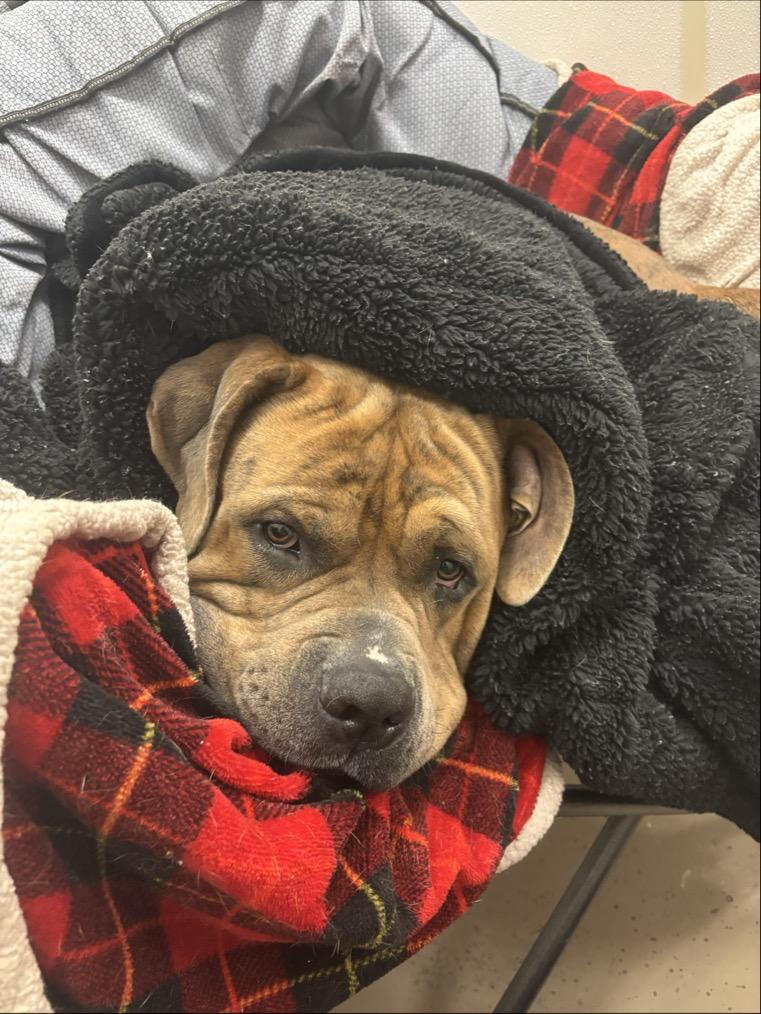 Enlarge Thumper #39688 (2 Years Old), a ADOPTABLE mixed breed in Langley, BC image 5/6