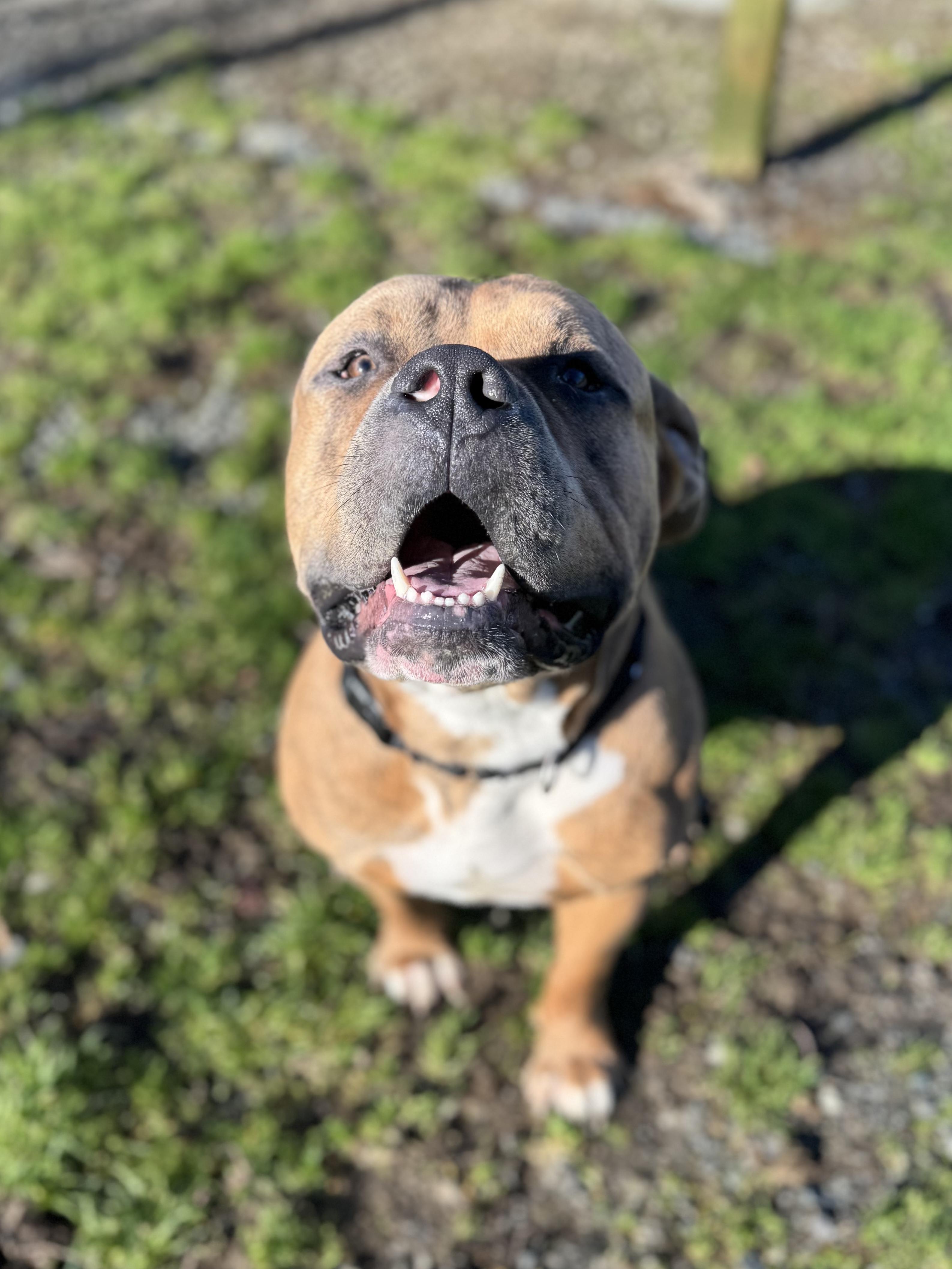 Enlarge Thumper #39688 (2 Years Old), a ADOPTABLE mixed breed in Langley, BC image 2/6