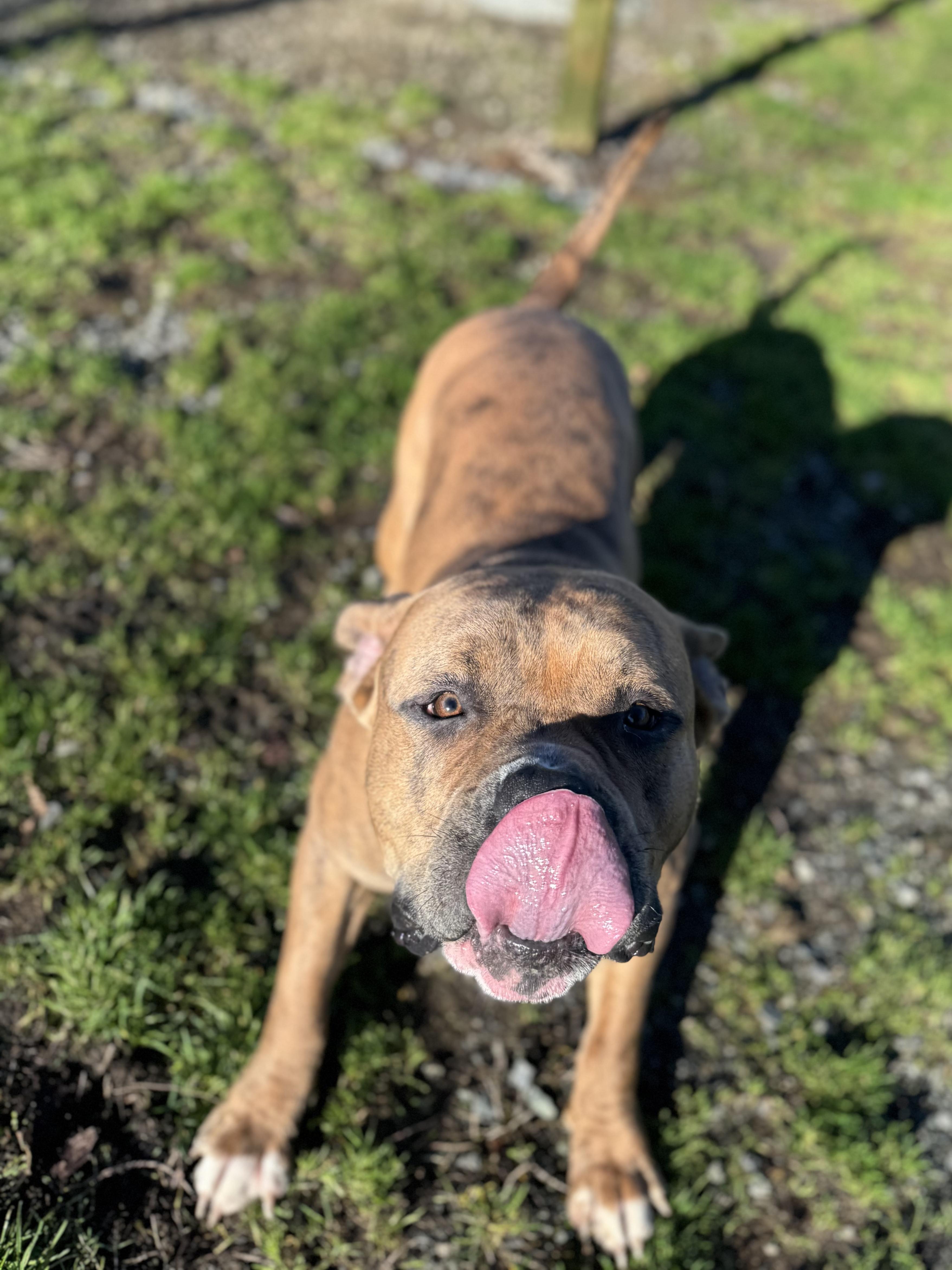 Enlarge Thumper #39688 (2 Years Old), a ADOPTABLE mixed breed in Langley, BC image 3/6