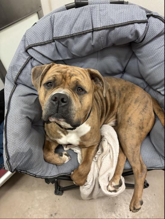 Enlarge Thumper #39688 (2 Years Old), a ADOPTABLE mixed breed in Langley, BC image 1/6