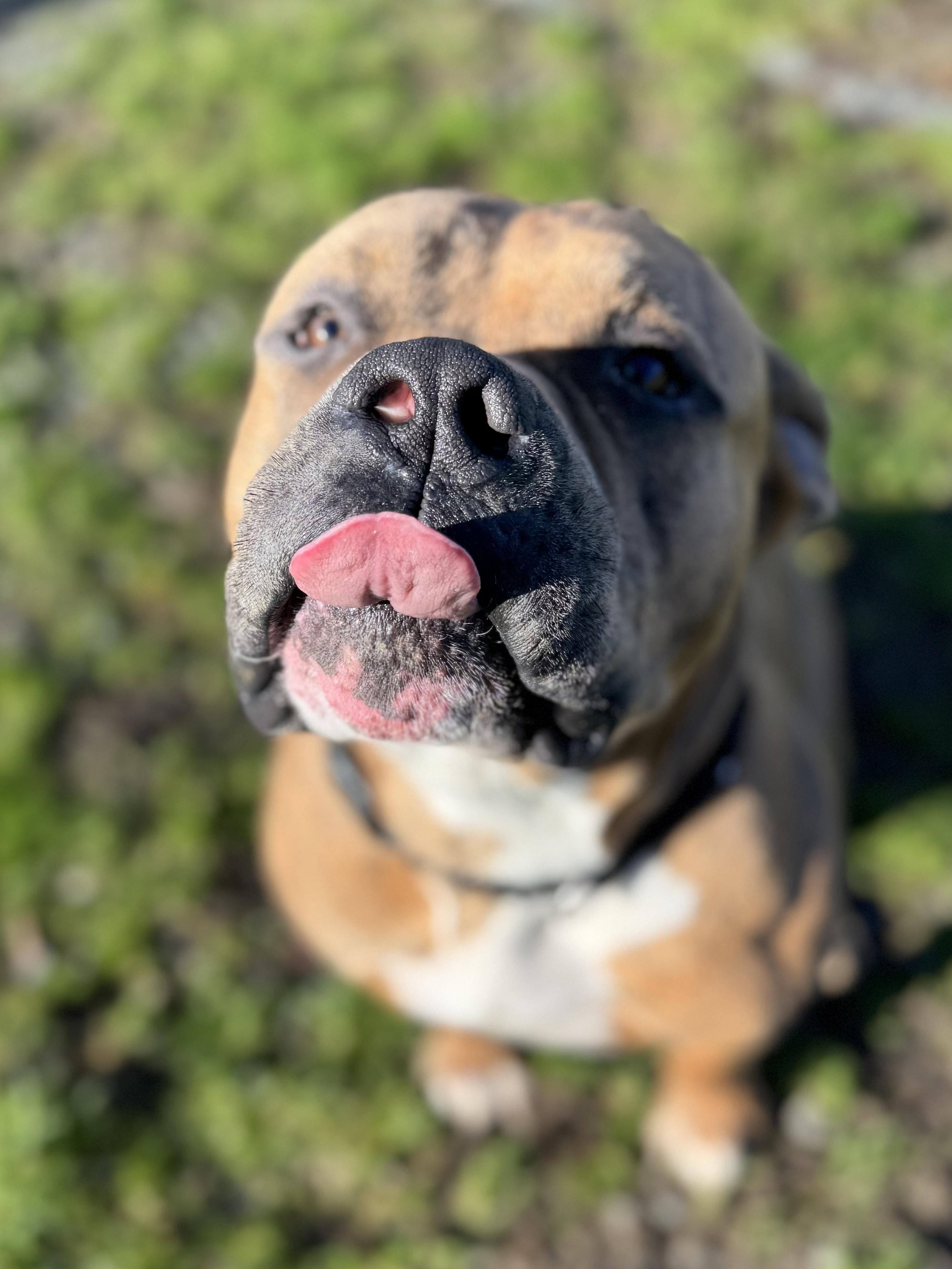 Enlarge Thumper #39688 (2 Years Old), a ADOPTABLE mixed breed in Langley, BC image 6/6