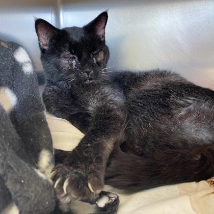 Enlarge Sidewinder, a Adoptable mixed breed in Richmond, VA image 1/6