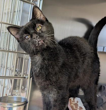 Enlarge Sidewinder, a Adoptable mixed breed in Richmond, VA image 2/6