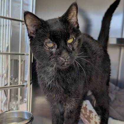 Enlarge Sidewinder, a Adoptable mixed breed in Richmond, VA image 6/6