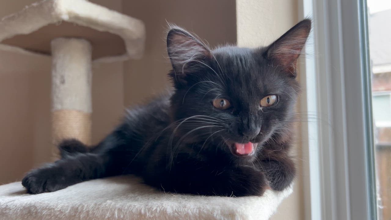 Enlarge Zassy (Spunky & Loving), a ADOPTABLE mixed breed in Cypress, TX video 4/4