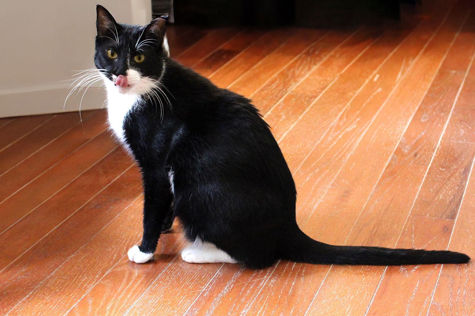 Kent, Adoptable, Young Male Domestic Short Hair.