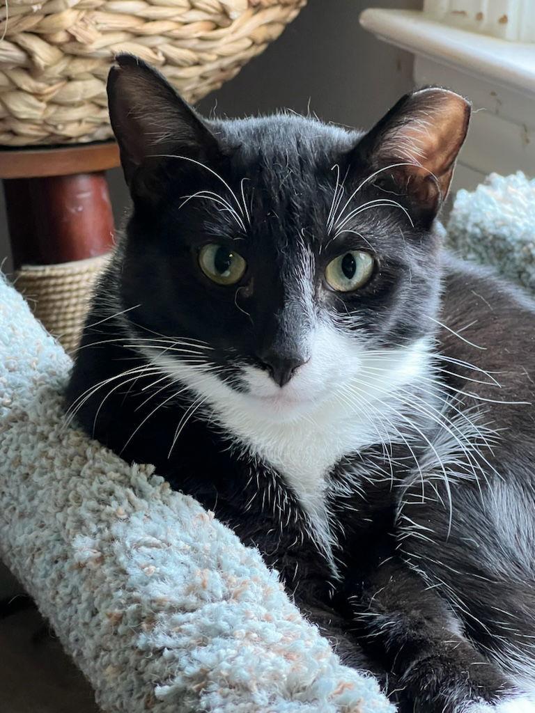 Enlarge Kent, a Adoptable Domestic Short Hair in Buford, GA image 2/3