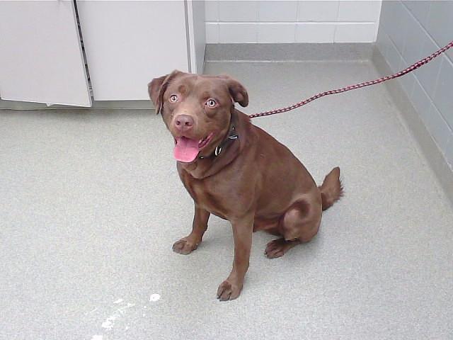 FORK, Adoptable, Young Male Labrador Retriever & Mixed Breed.