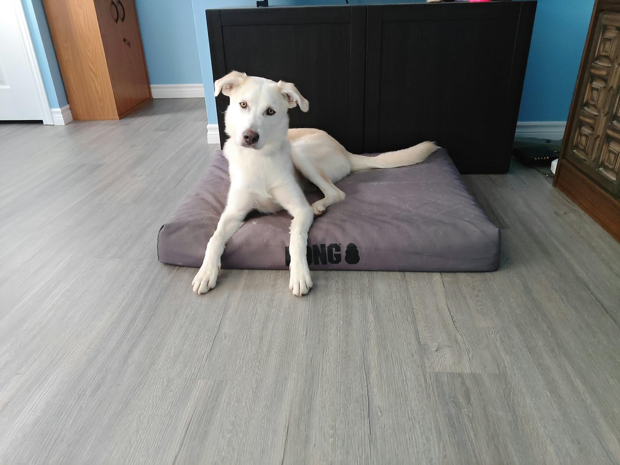 Enlarge Luna, a Adoptable mixed breed in Woodstock, ON image 2/2