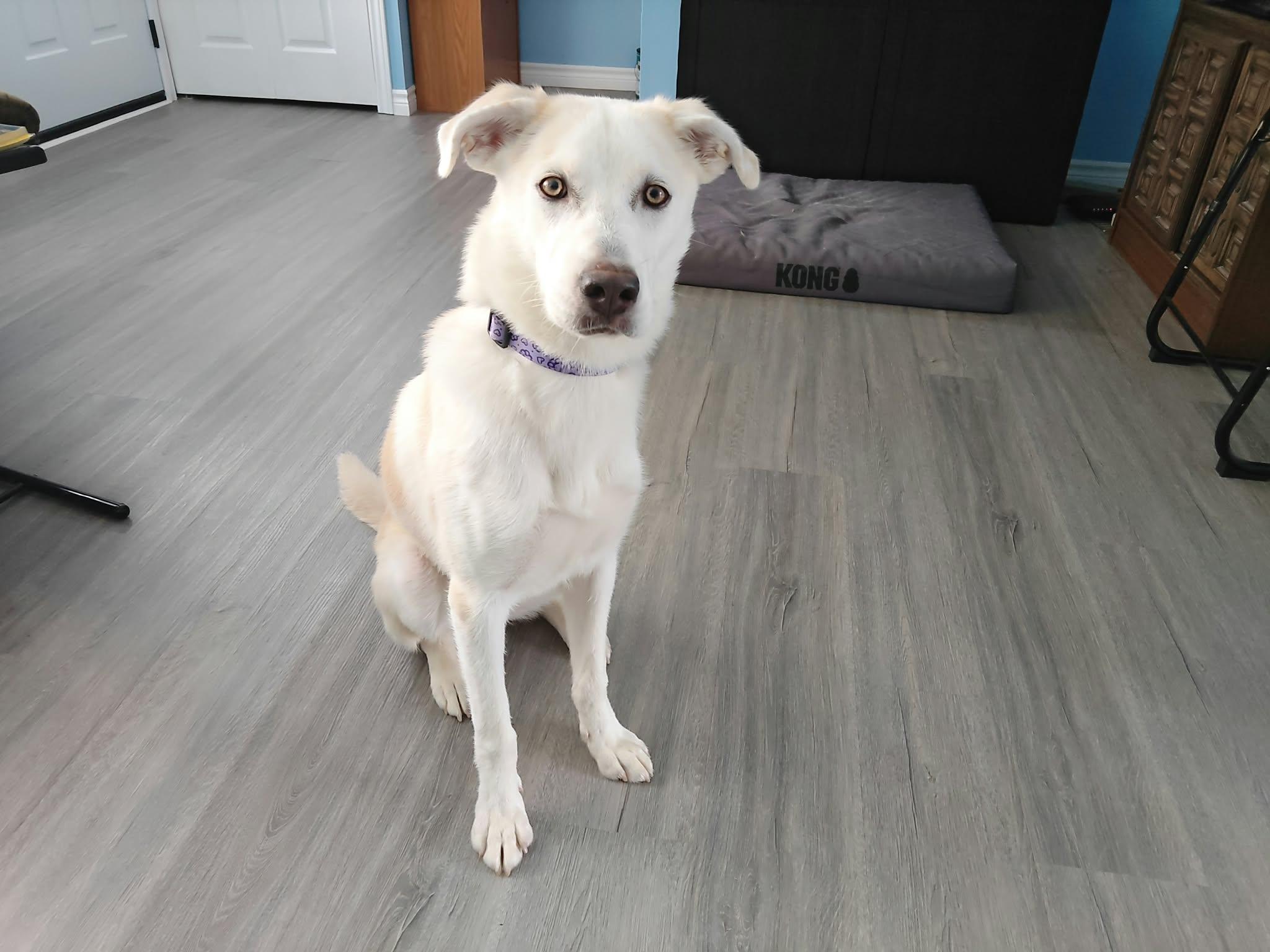 Luna, Adoptable, Young Female Husky & Labrador Retriever.