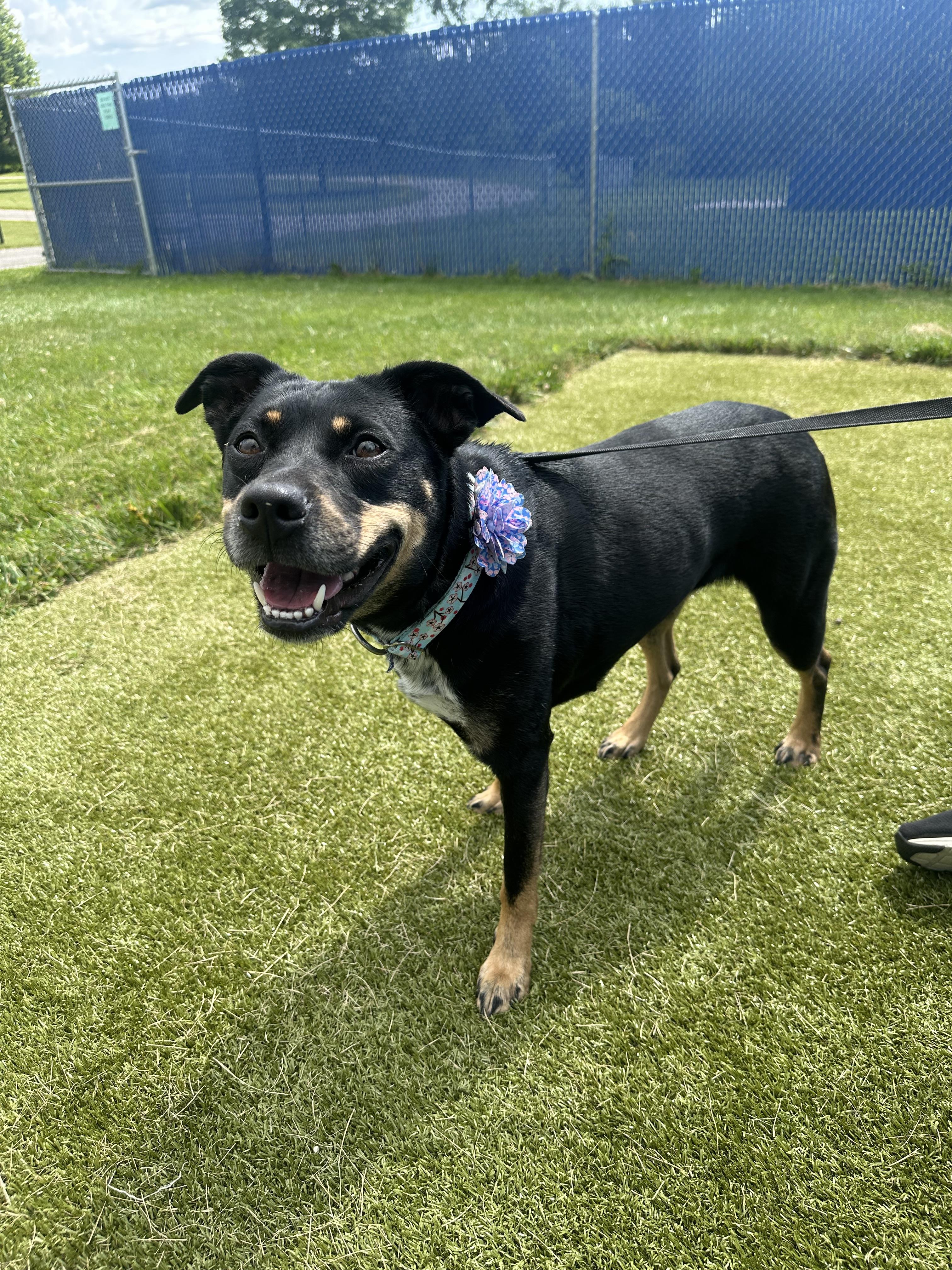 Vegas, Adult Female Shepherd