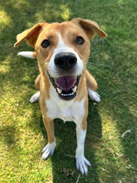 BUTTERCUP, Adoptable, Adult Male Hound & Mixed Breed.