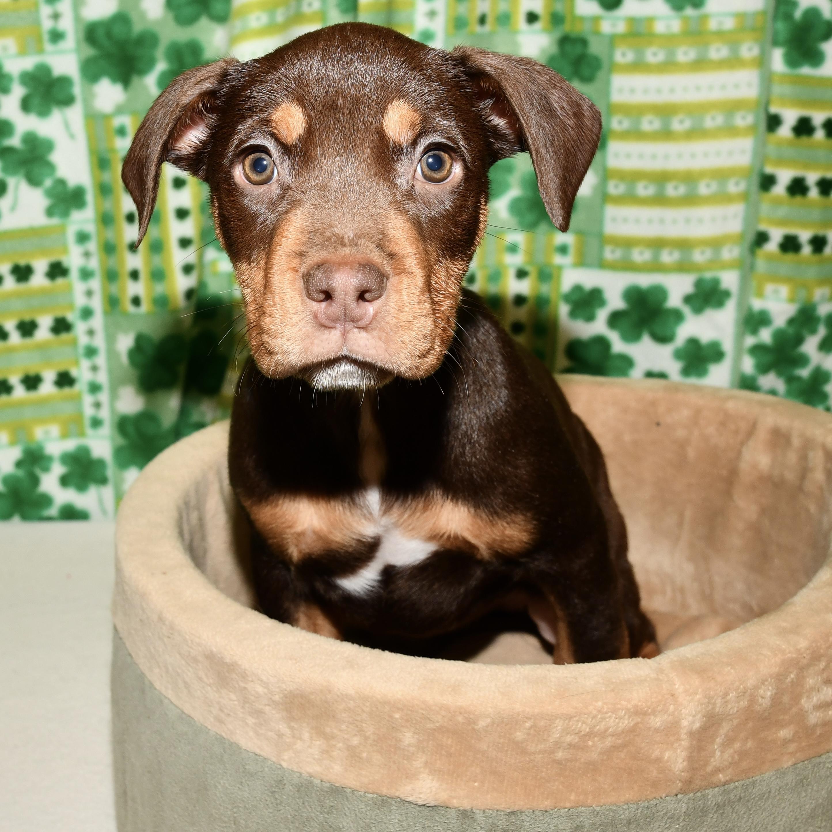 Enlarge Marigold, an adopted mixed breed in Libertyville, IL image 2/2