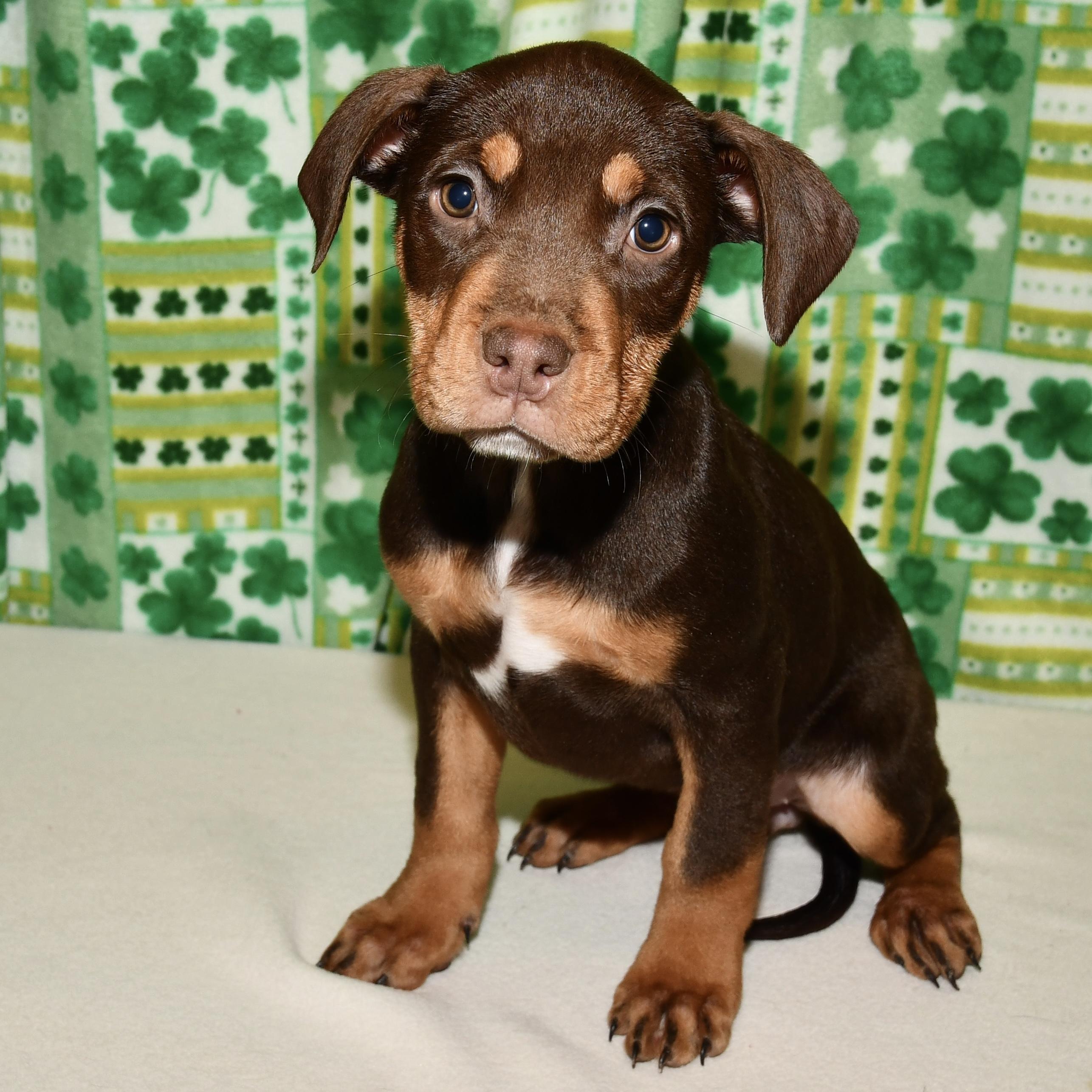 Marigold, adopted, Puppy Female Pit Bull Terrier.