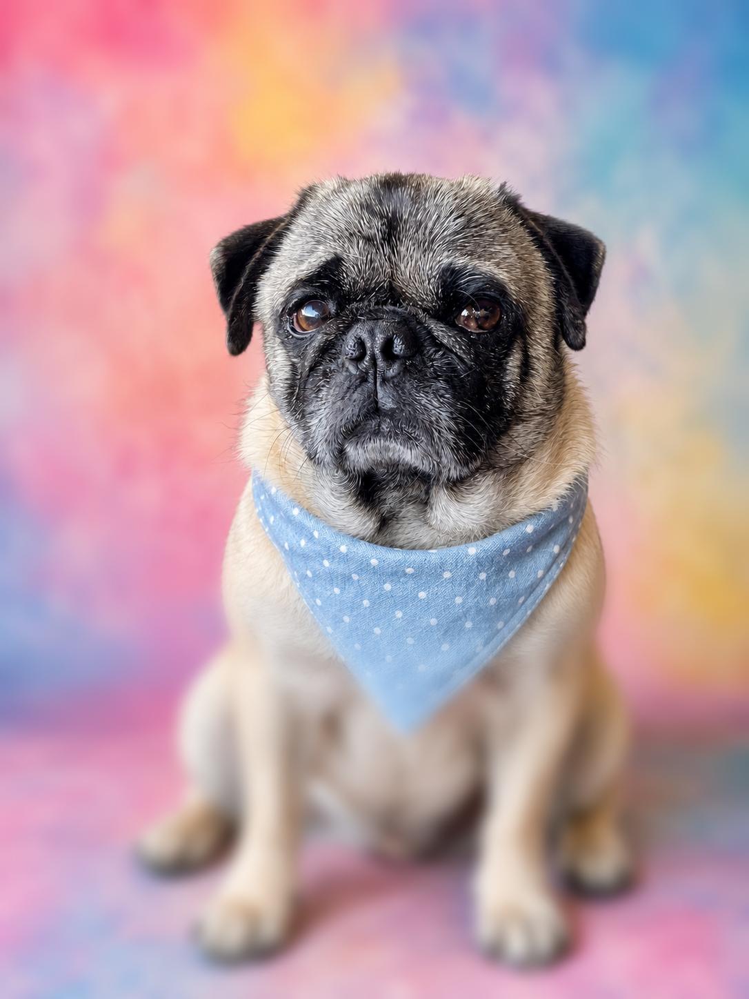 Capone, adopted, Young Male Pug.